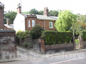 Picture of Golden Lion
