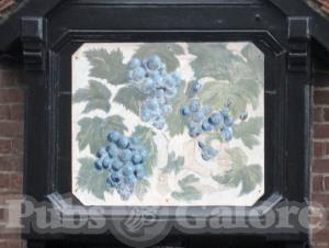 Picture of Vine