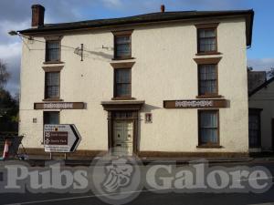 Picture of Golden Lion