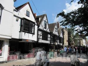 Picture of Golden Lion
