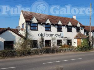 Picture of Old Barn Owl