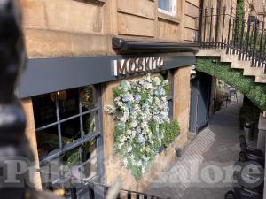 Picture of Moskito