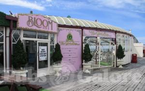 Picture of Bloom