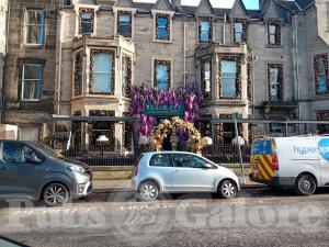 Picture of Black Ivy