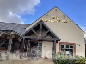 Picture of The Old Plane Tree