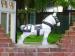 Picture of White Horse