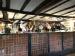 Picture of The Cricketers