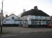 Picture of Golden Lion