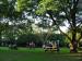 Picture of The Queens Oak