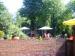 Picture of Old Ash Tree