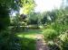 Picture of Walnut Tree