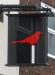 Picture of Kuckoo
