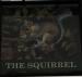 Picture of The Squirrel
