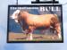 Picture of Bull Hotel (Vaults Bar)