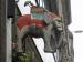 Picture of The Elephant