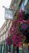 Picture of The Grapes