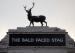 Picture of Bald Faced Stag