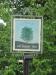 Picture of Cherry Tree