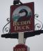 Picture of Ruddy Duck