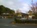 Picture of Cuckoo Oak