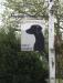 Picture of Greyhound