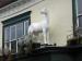 Picture of White Horse