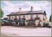 The Golden Pheasant