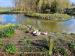 Picture of The Black Swan