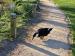 Picture of The Black Swan