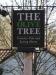 Picture of Olive Tree