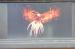 The Phoenix picture