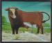 Picture of The Bull Hotel