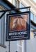 Picture of White Horse
