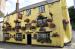 Picture of Golden Lion