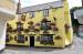 Picture of Golden Lion