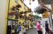 Picture of Golden Lion