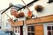 Picture of Turks Head