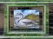 Picture of Black Swan