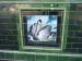 Picture of Black Swan
