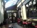 Picture of Golden Lion