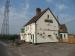 Picture of Elm Tree