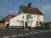 Picture of Elm Tree
