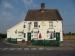 Picture of Elm Tree