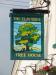 Picture of Elm Tree