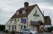 Picture of Elm Tree