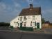 Picture of Elm Tree