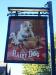 Picture of Hairy Dog