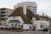 Picture of Golden Lion