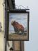 Picture of The Grizzly Bear