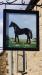 Picture of The Black Horse